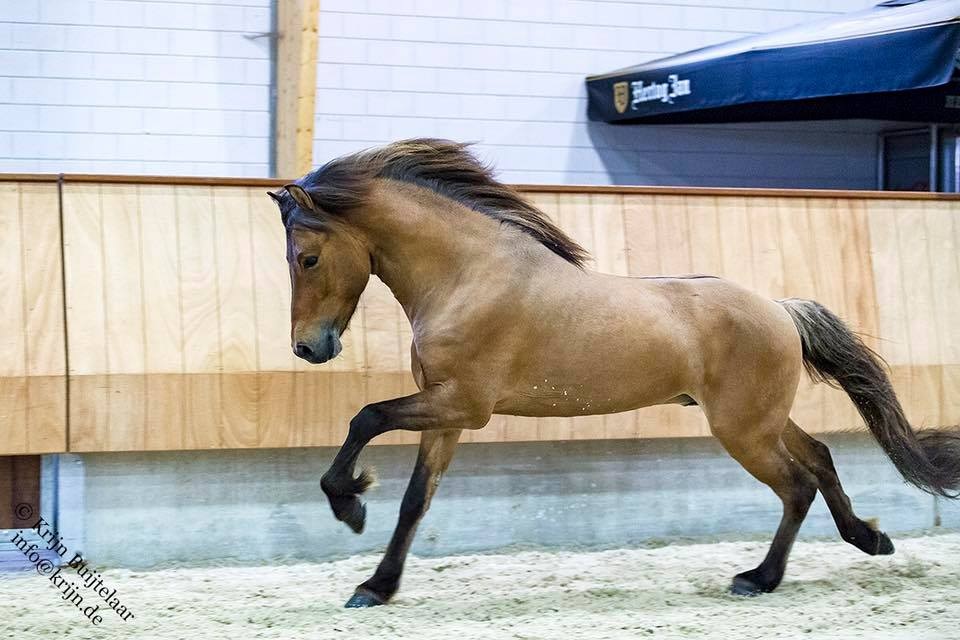 Jonge Hengstenkeuring 21 april