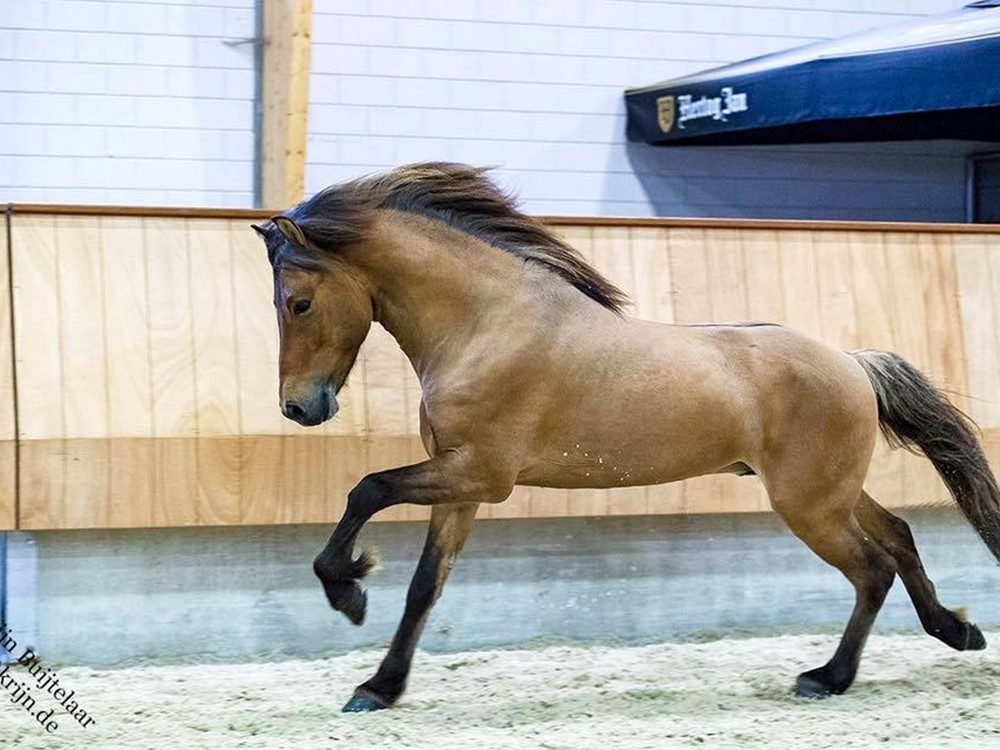 Jonge Hengstenkeuring 21 april