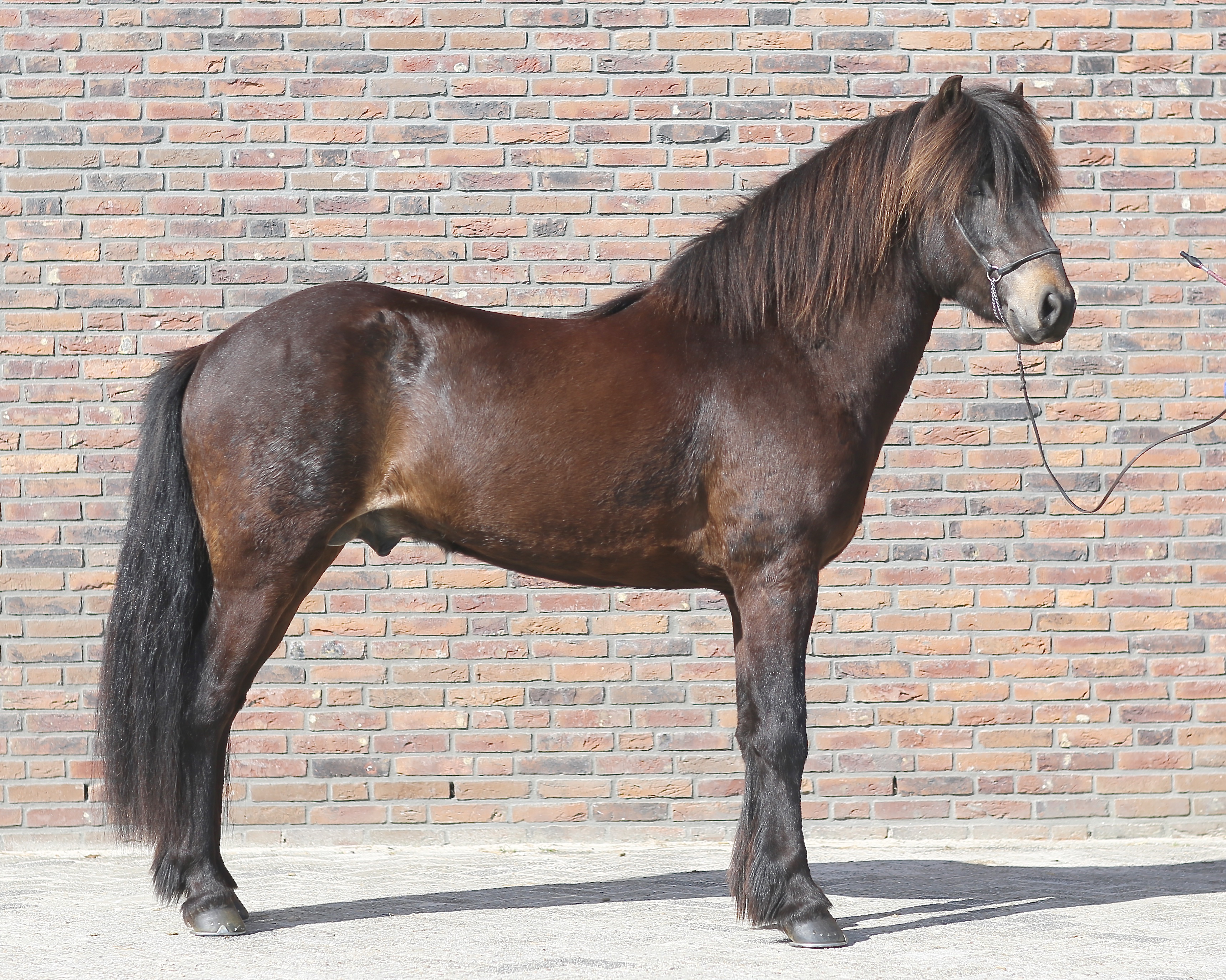 Verslag van een zonnige Jonge Hengstenkeuring (JHK) – 21 april 2018, Ermelo