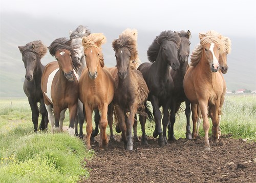 Het IJslands paard in de kijker