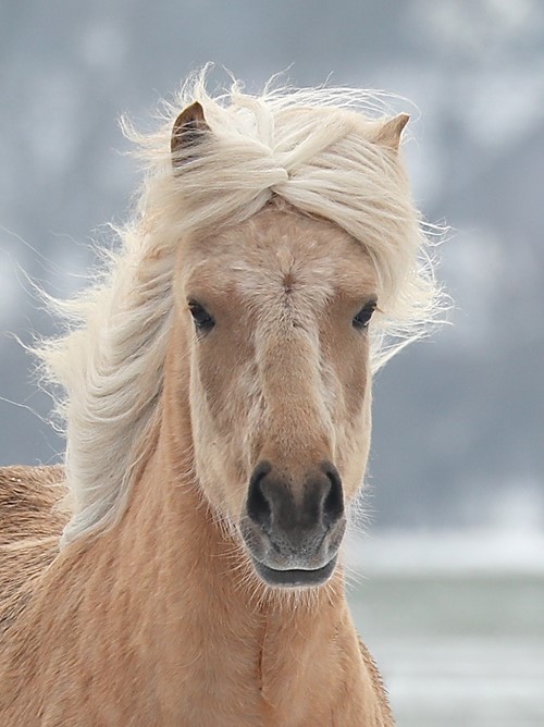 Het NSIJP zoekt een nieuwe voorzitter