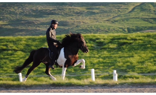 Þráinn frá Flagbjarnarholti: een wereldrecordhouder 