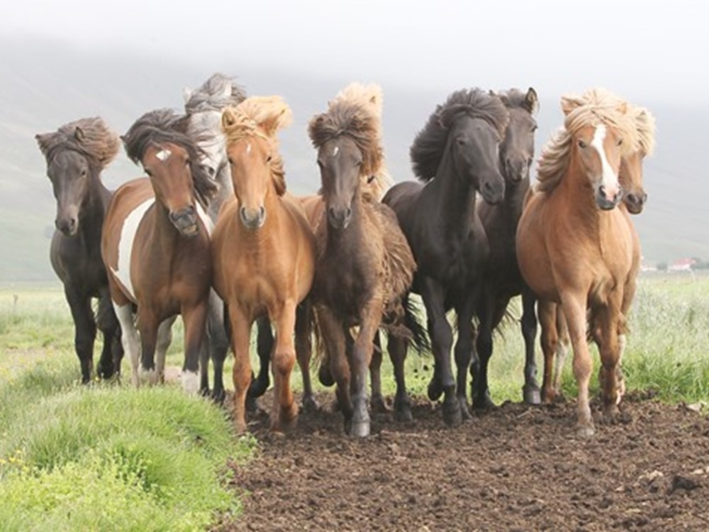 Zieke paarden op de Groesplaat.