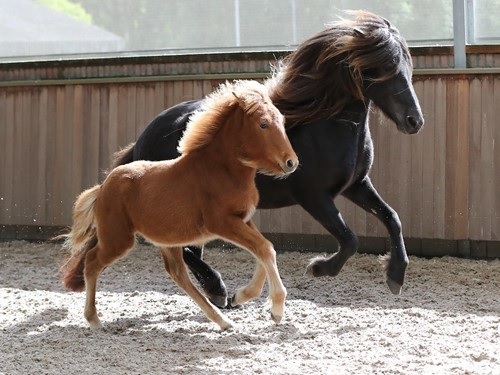 extra FIZO exterieurkeuring 