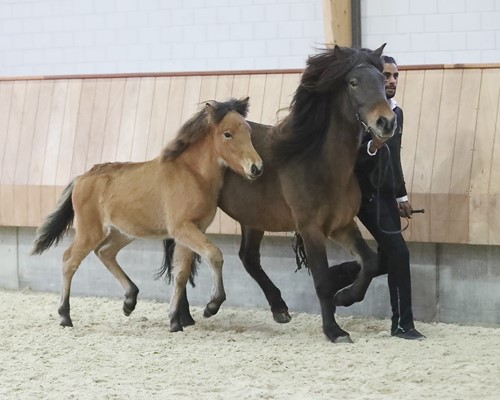 De Veulenkeuring - het vraagprogramma en sluitingsdatum aanmelding