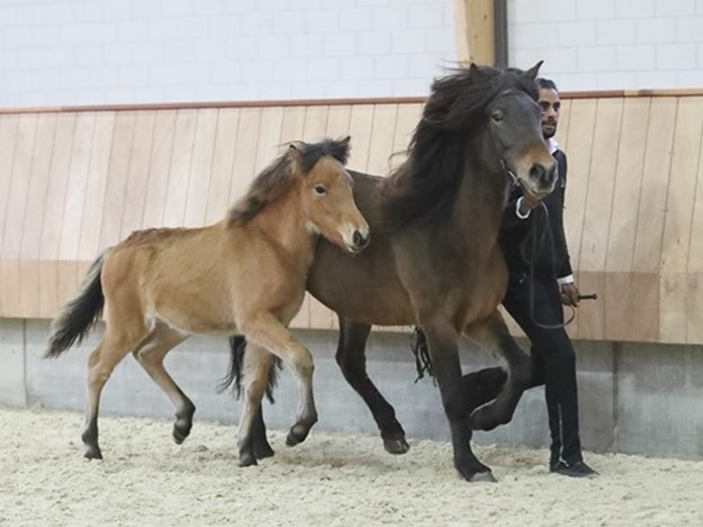 De Veulenkeuring - het vraagprogramma en sluitingsdatum aanmelding