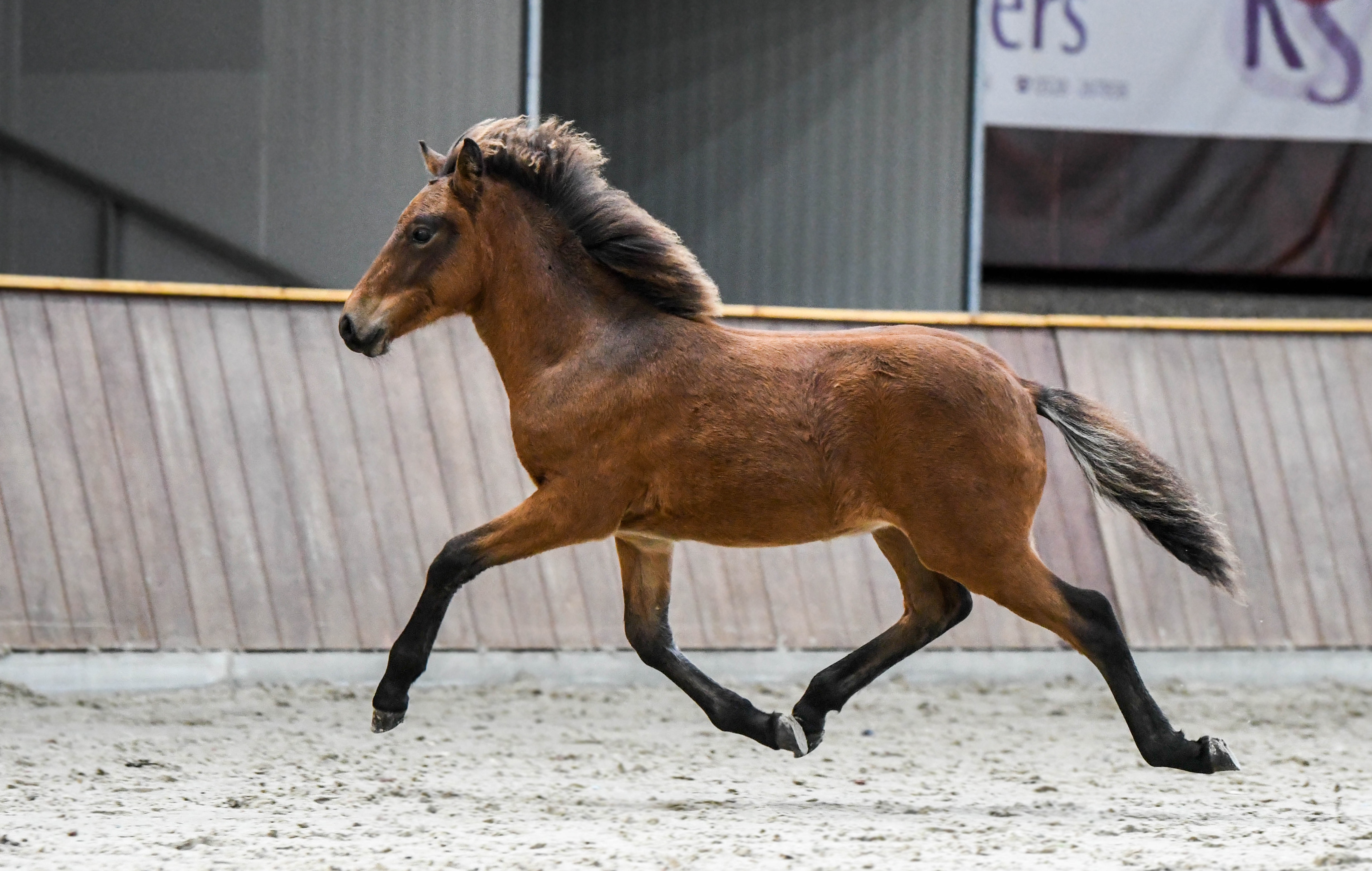 Verslag Veulen- en Merriekeuring Exloo