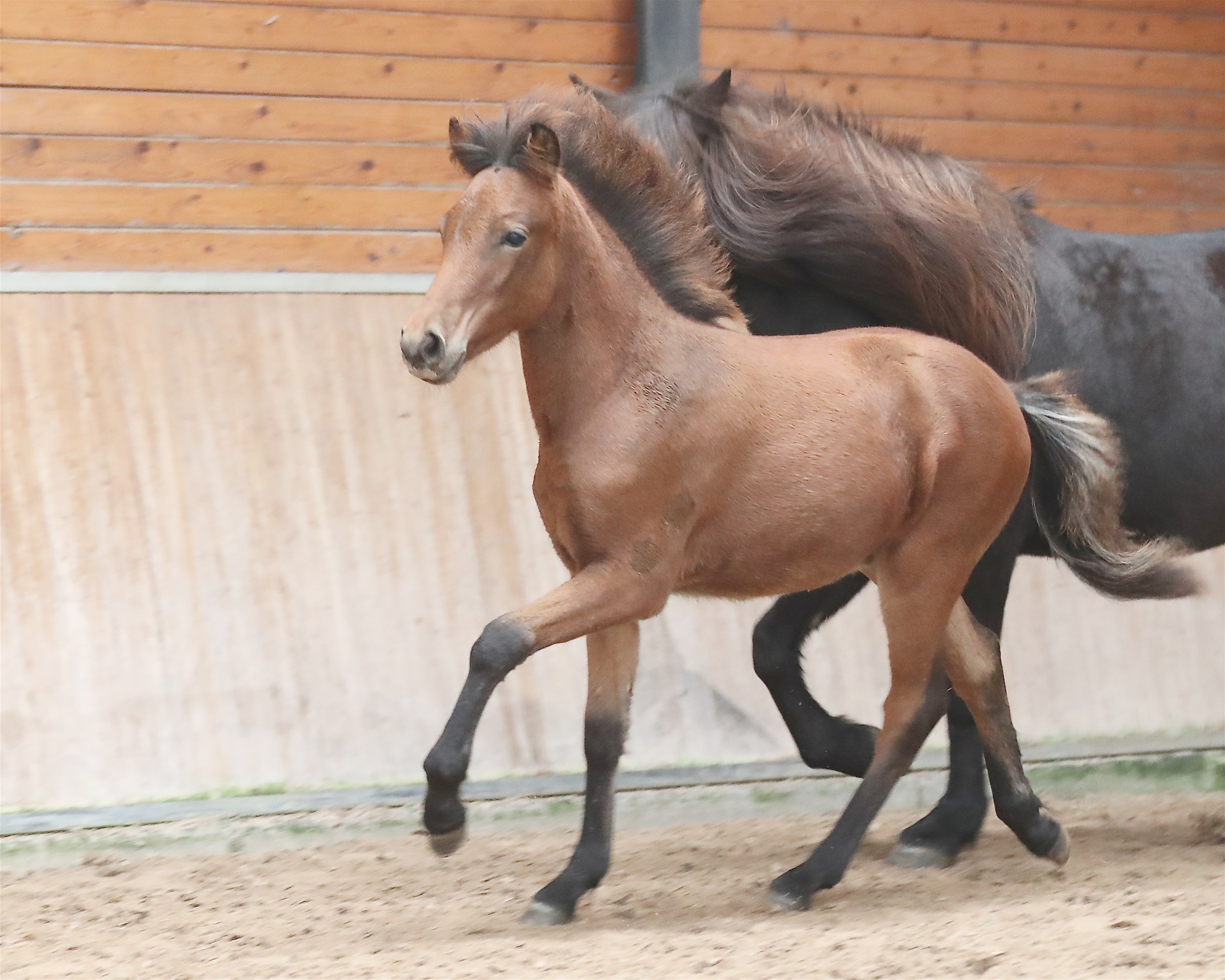 Verslag Veulen- en Merriekeuring De Mortel 