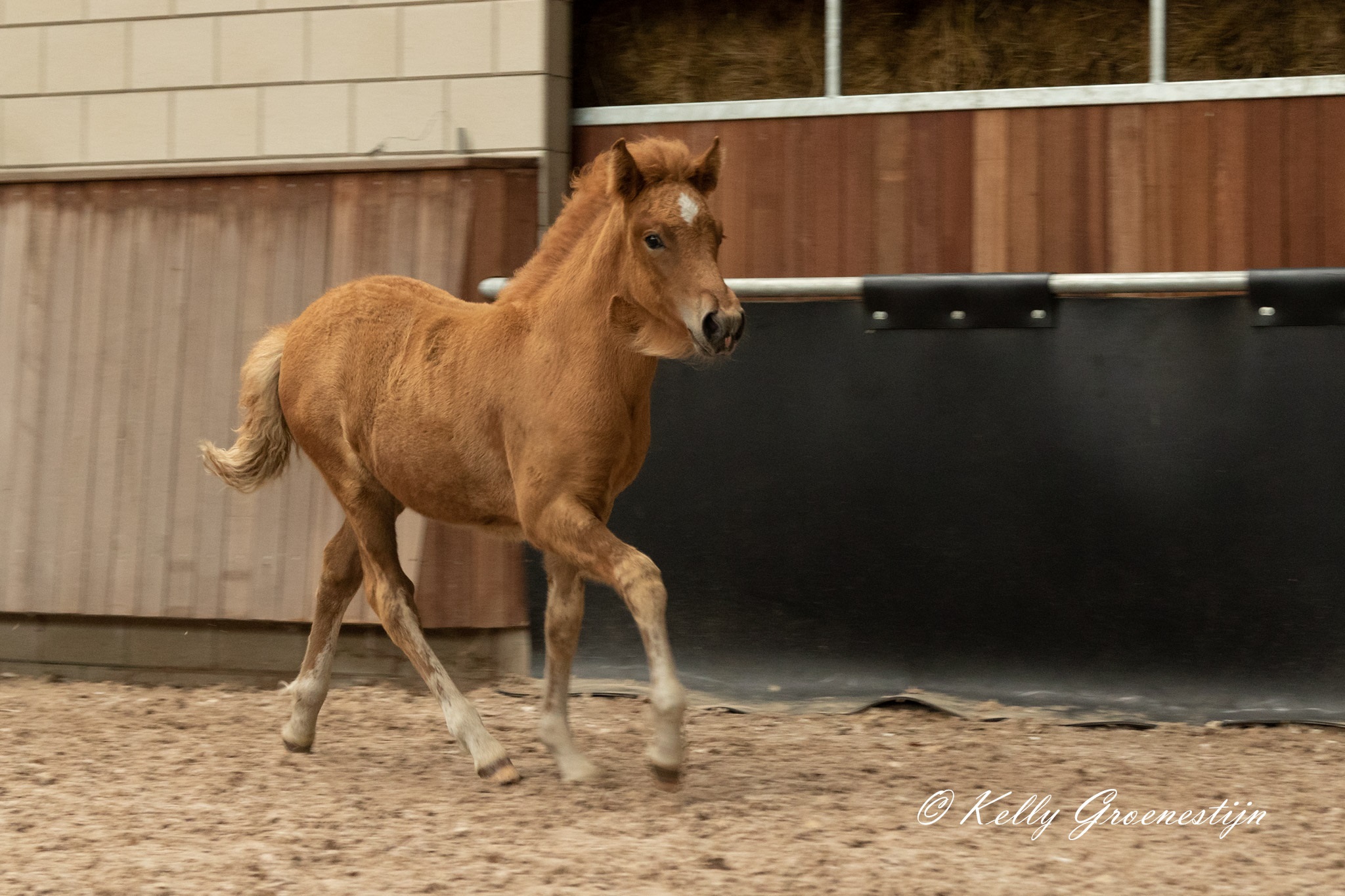 Verslag veulen- en merriekeuring Drunen