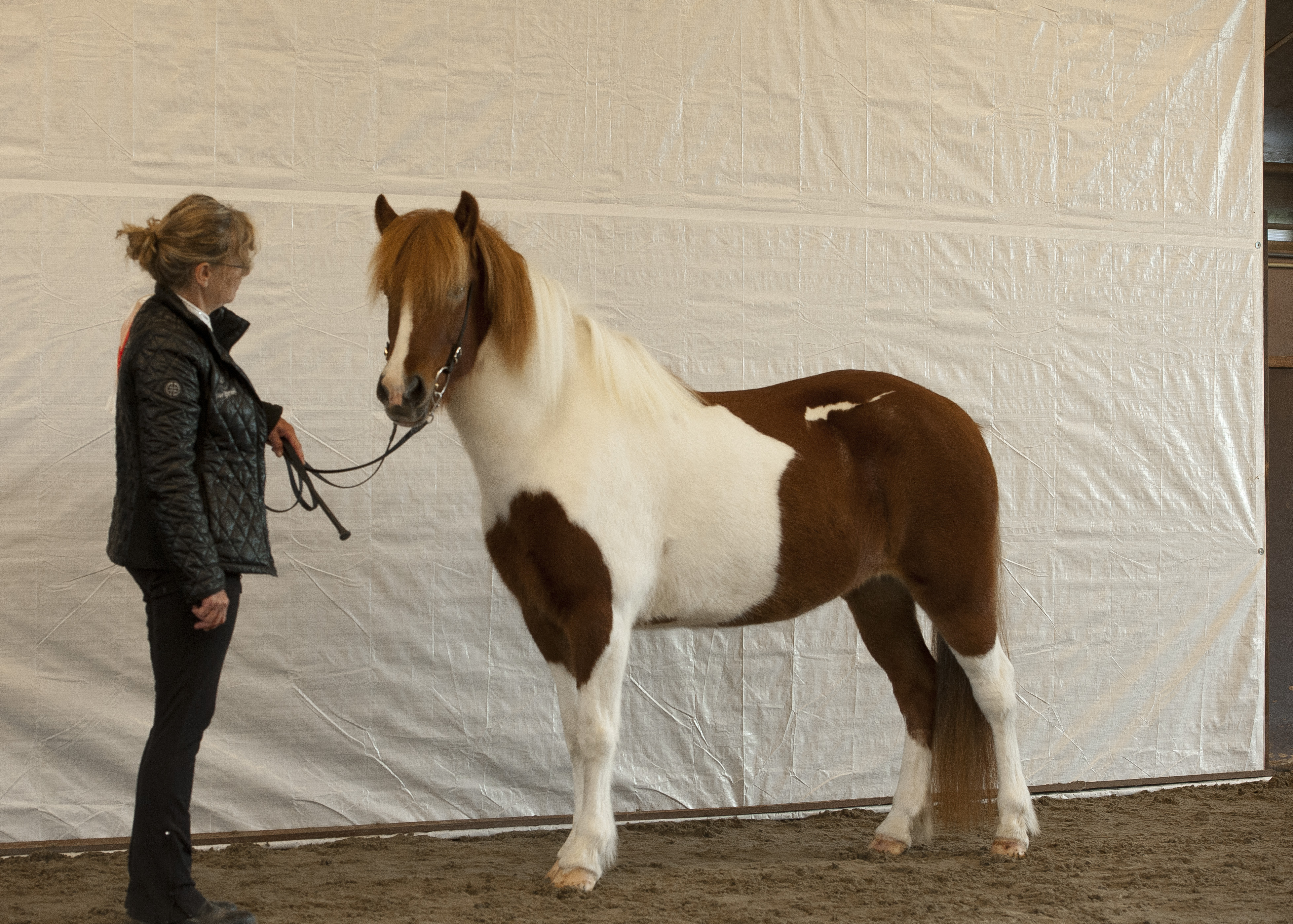 Veulen- en FIZO exterieur merriekeuring Den Ilp