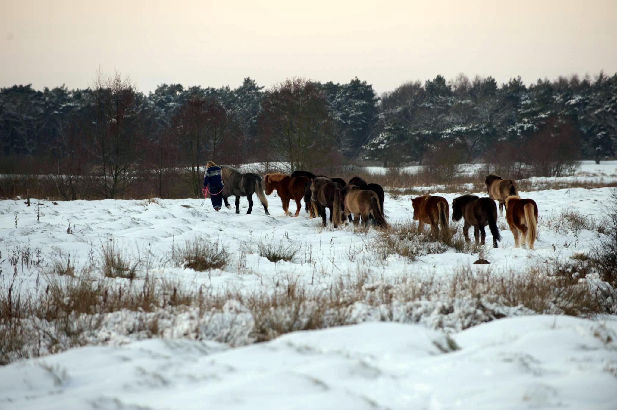 Gezocht: beheerder begrazingsgebied