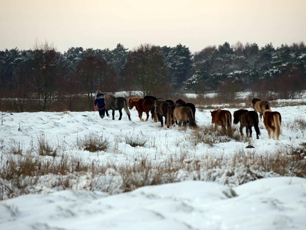 Gezocht: beheerder begrazingsgebied