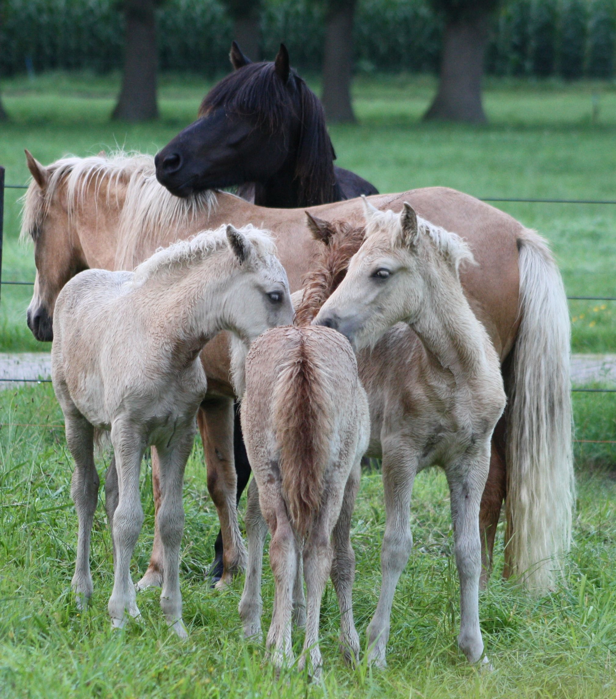 Fokkerij Event 2018 - het gaat door!