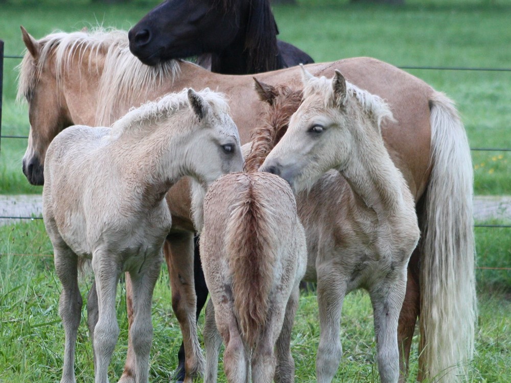 Fokkerij Event 2018 - het gaat door!