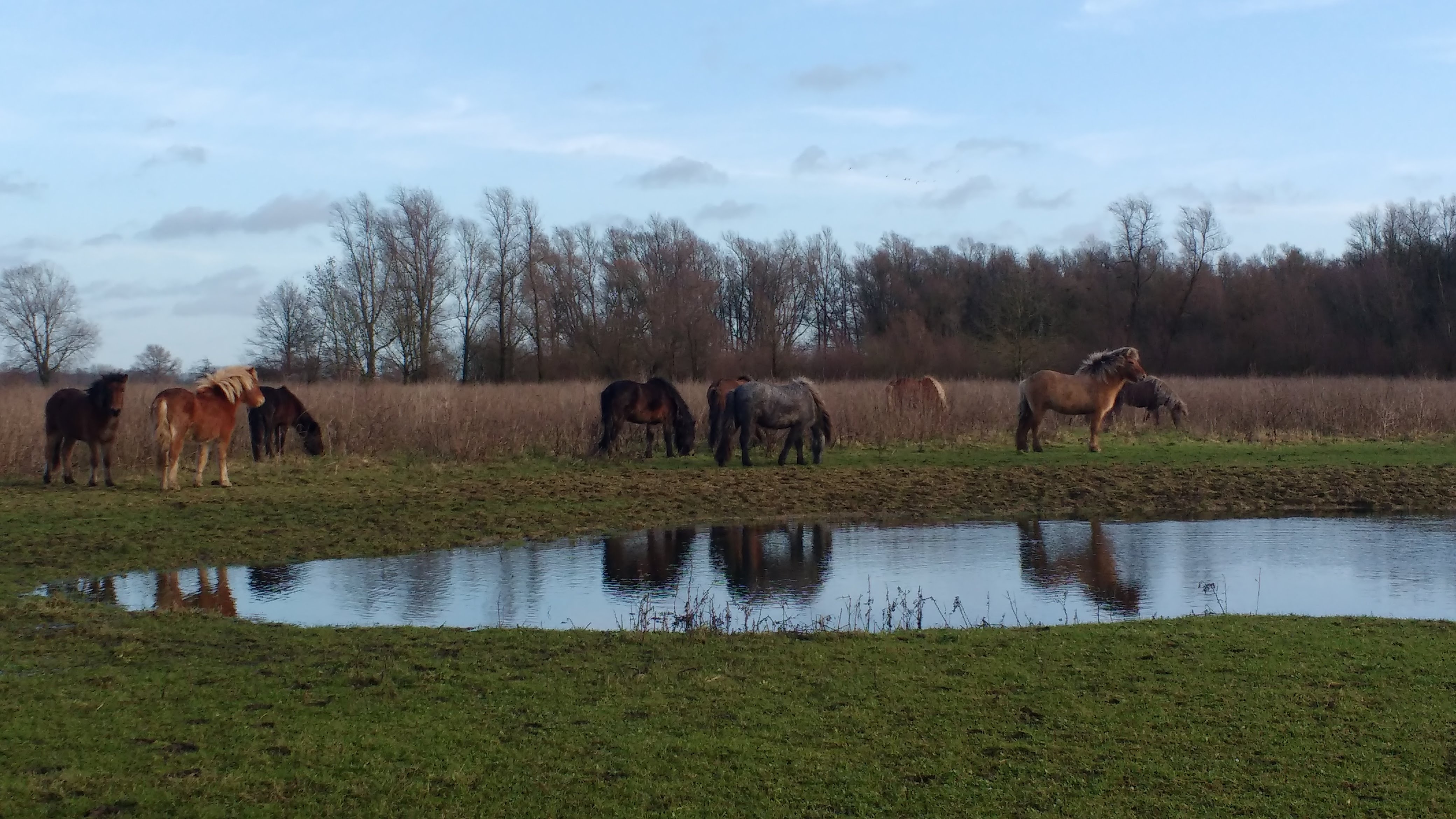Begrazingsgebied De Groesplaat