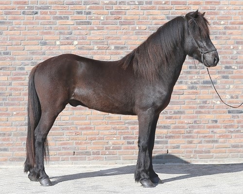 Programma jonge hengstenkeuring 28 april