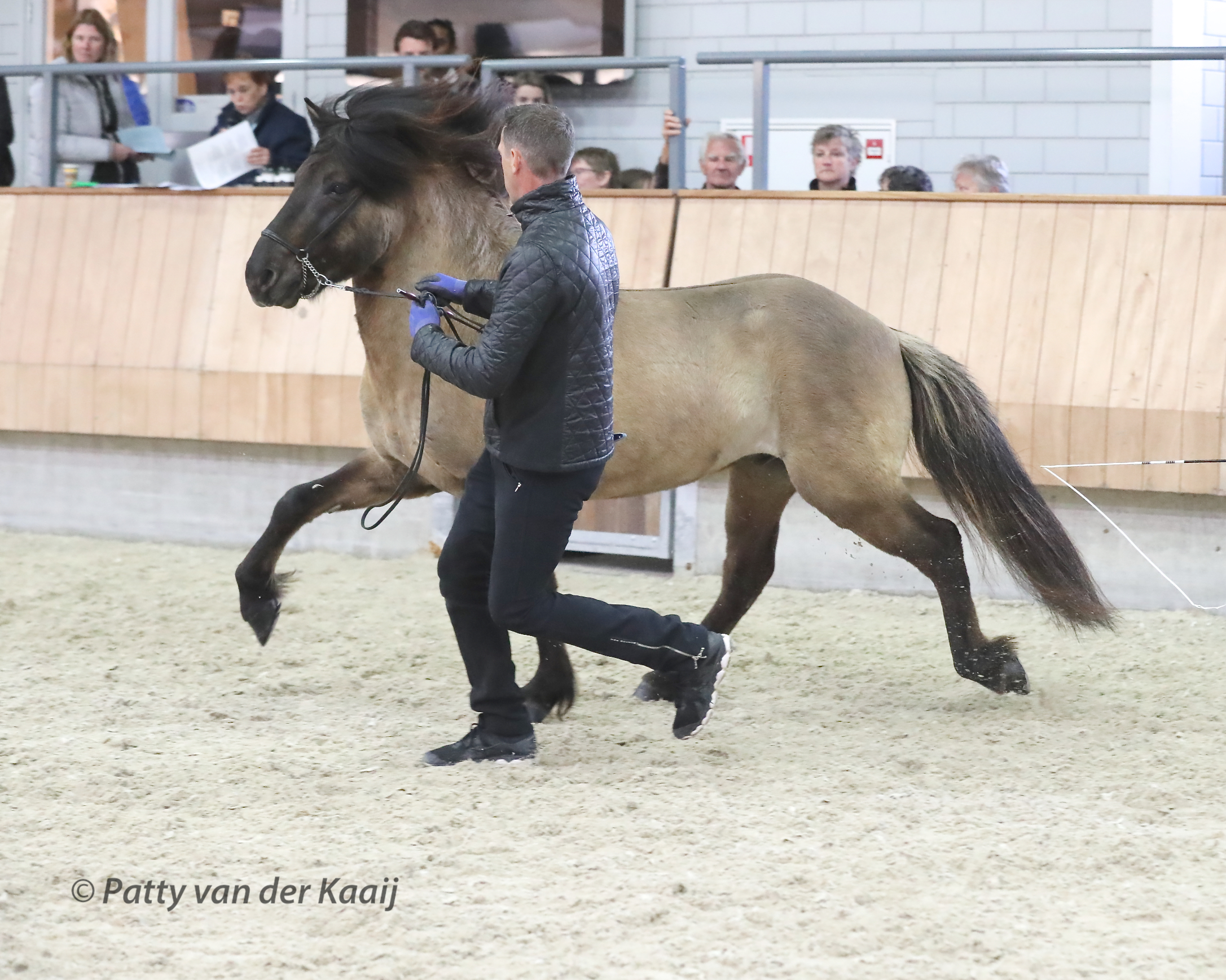 Uitslagen Jonge Hengsten Keuring (28 april) online