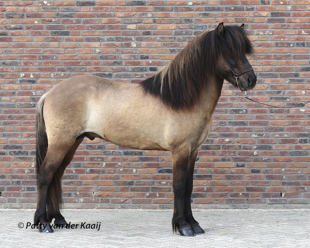 Verslag van de Jonge Hengsten Keuring (28 april 2019, Ermelo)