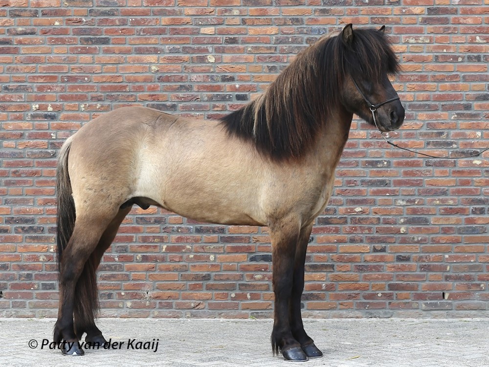 Verslag van de Jonge Hengsten Keuring (28 april 2019, Ermelo)