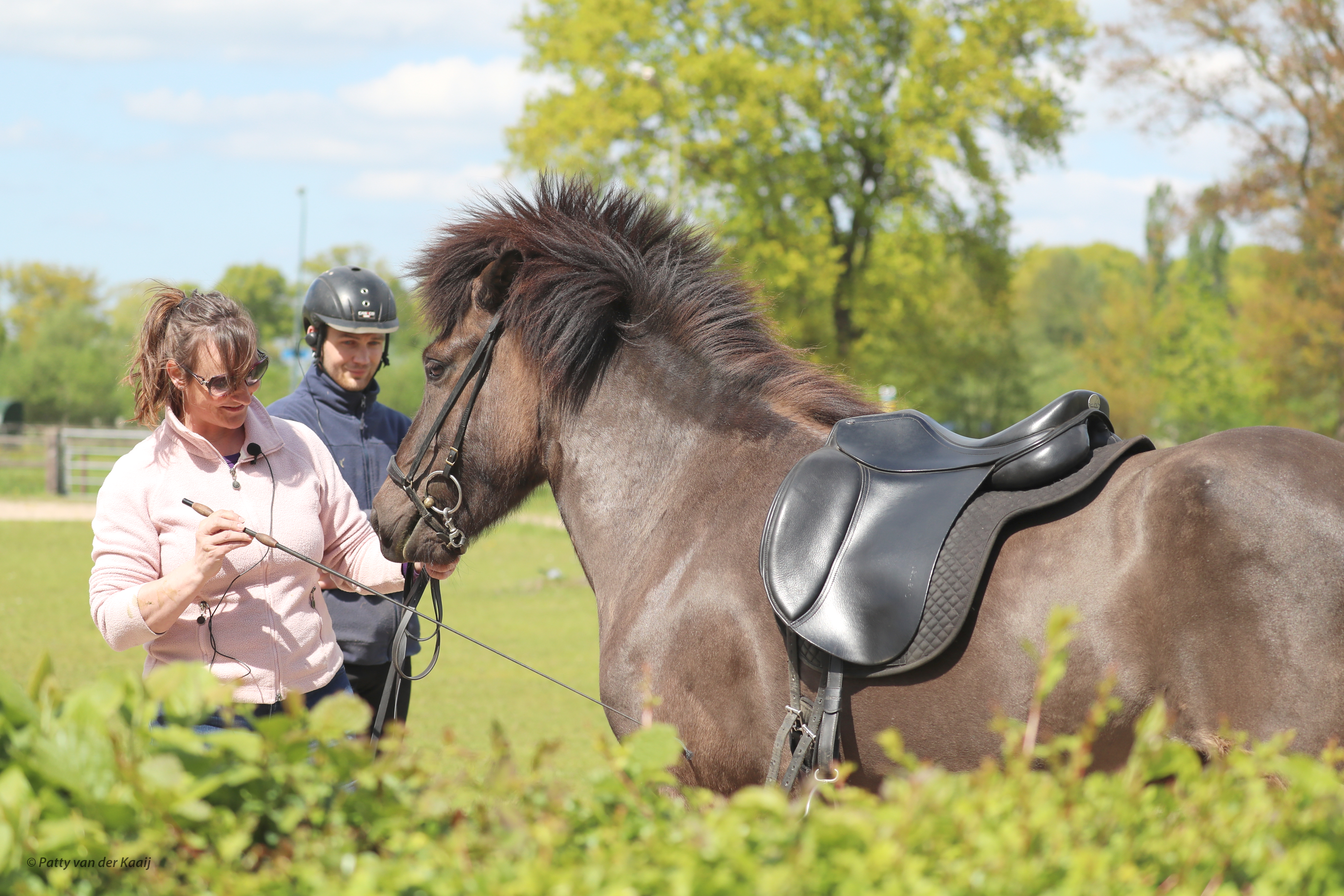NSIJP cursus voorbrengen van fokkerijpaarden