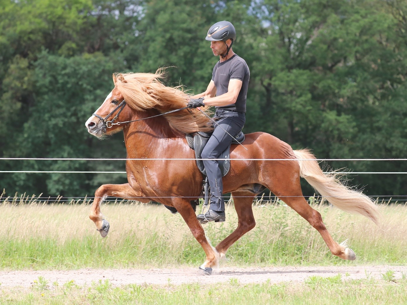Verslag van de keuring onder het zadel, Oirschot 14-16 juni 2019