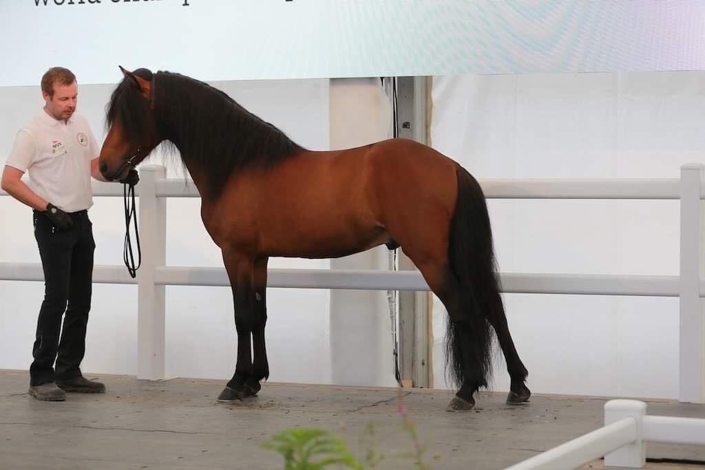 Exterieurkeuring Maximus frá Telmustöđum