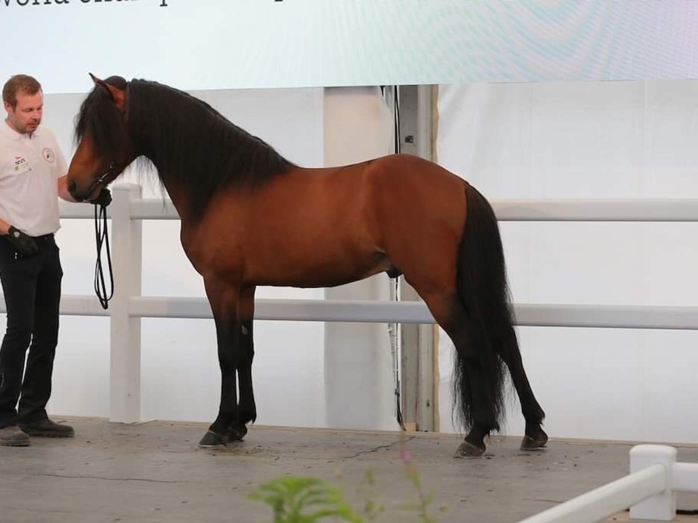 Exterieurkeuring Maximus frá Telmustöđum