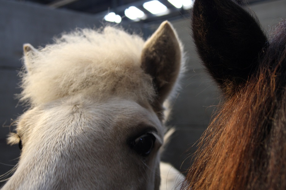 Verslag Veulen- en merriekeuring Exloo