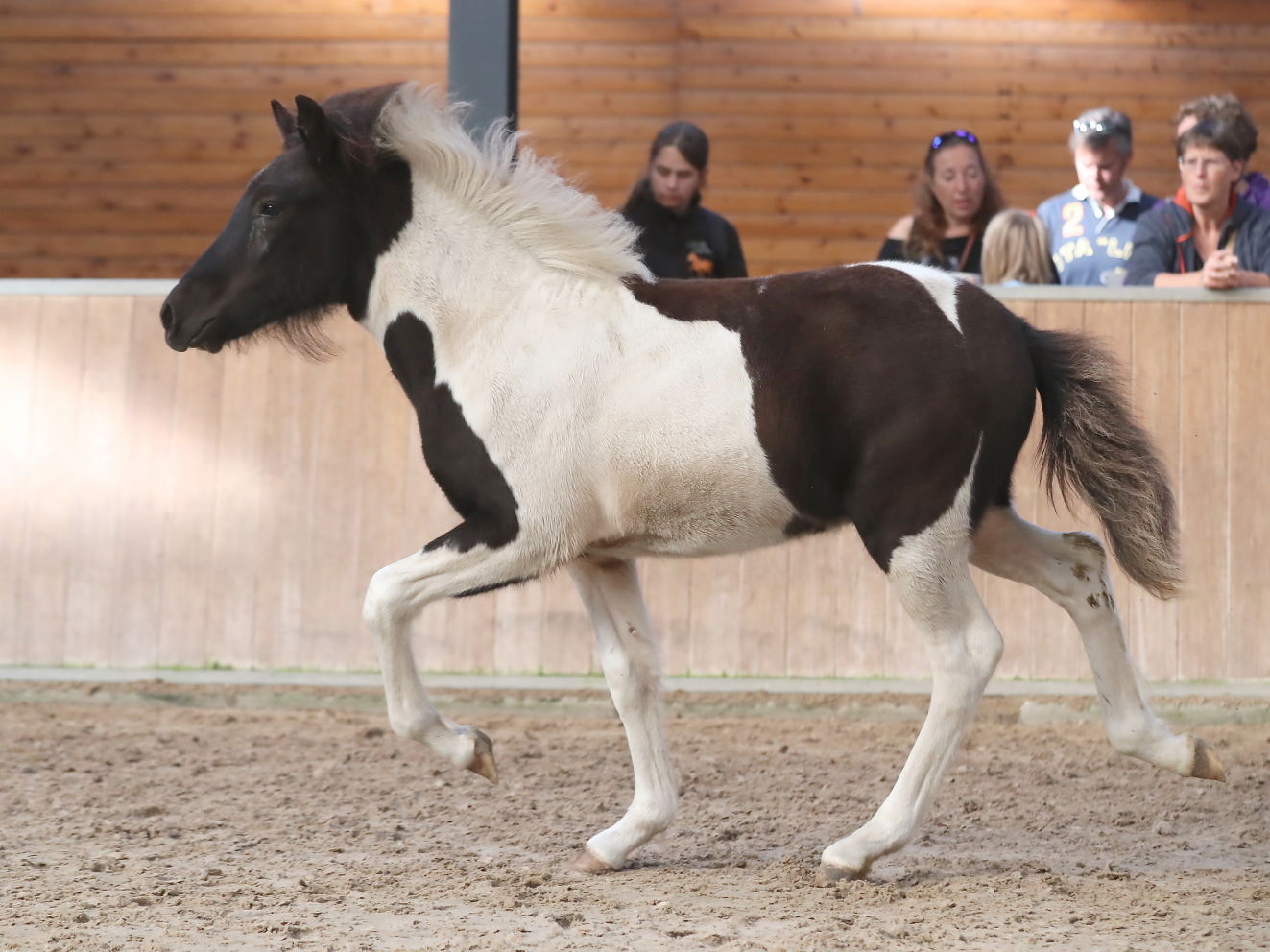 Verslag van de merrie- en veulenkeuring de Mortel 2019