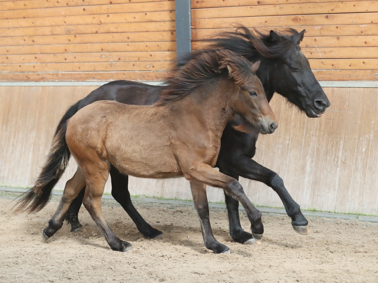 Programma Fokkerij Event