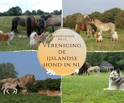 IJslandse honden