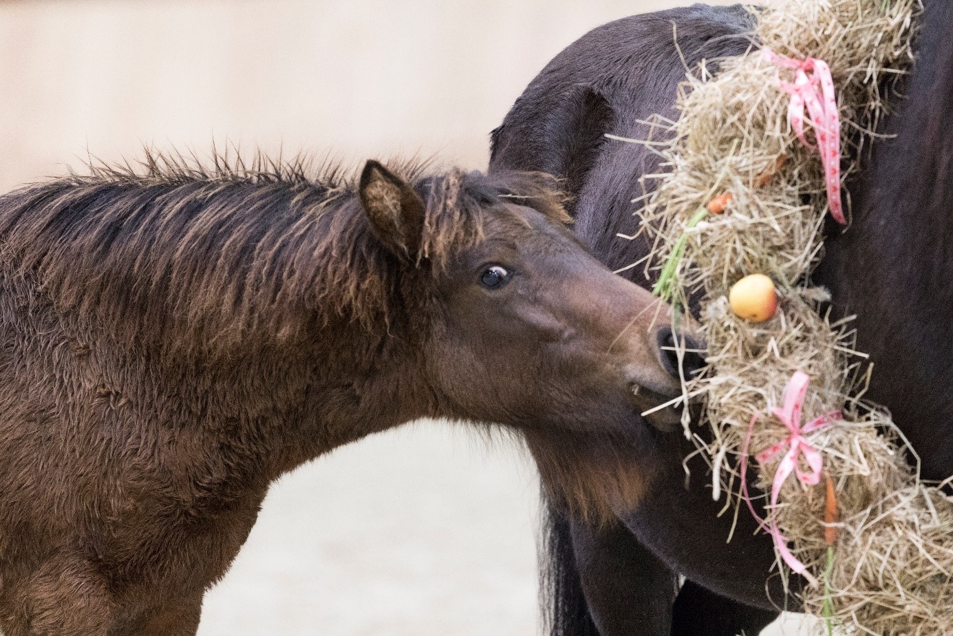 Nagenieten van het fokkerij event 2019