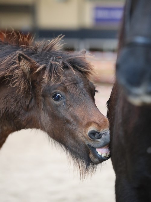 Veulen- en merrie keuringen!