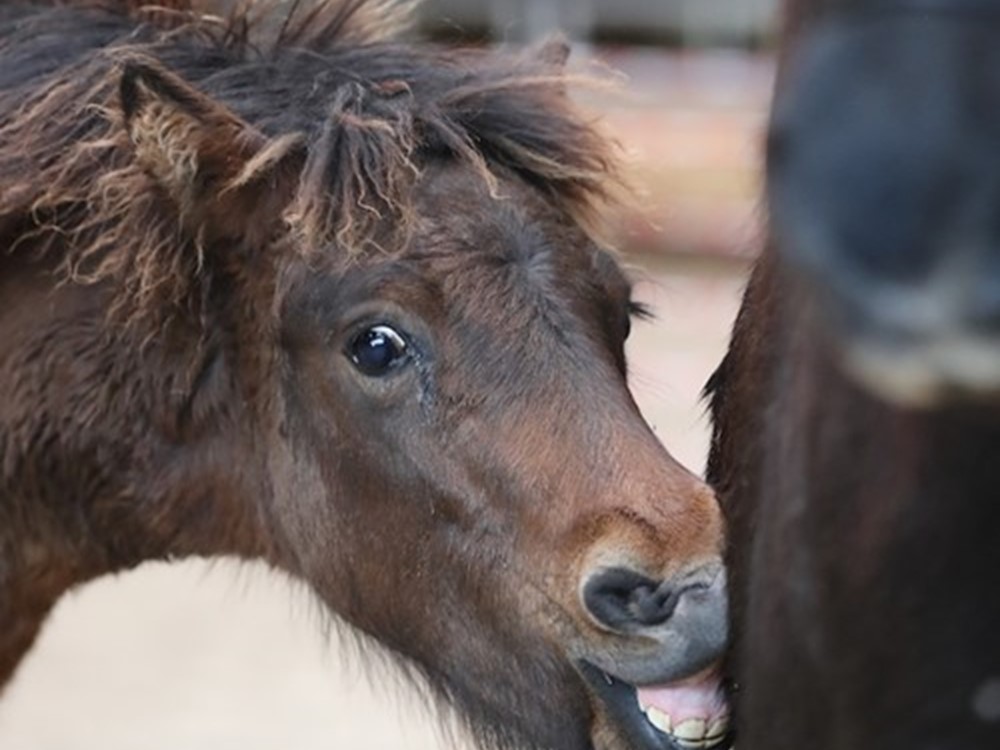 Veulen- en merrie keuringen!
