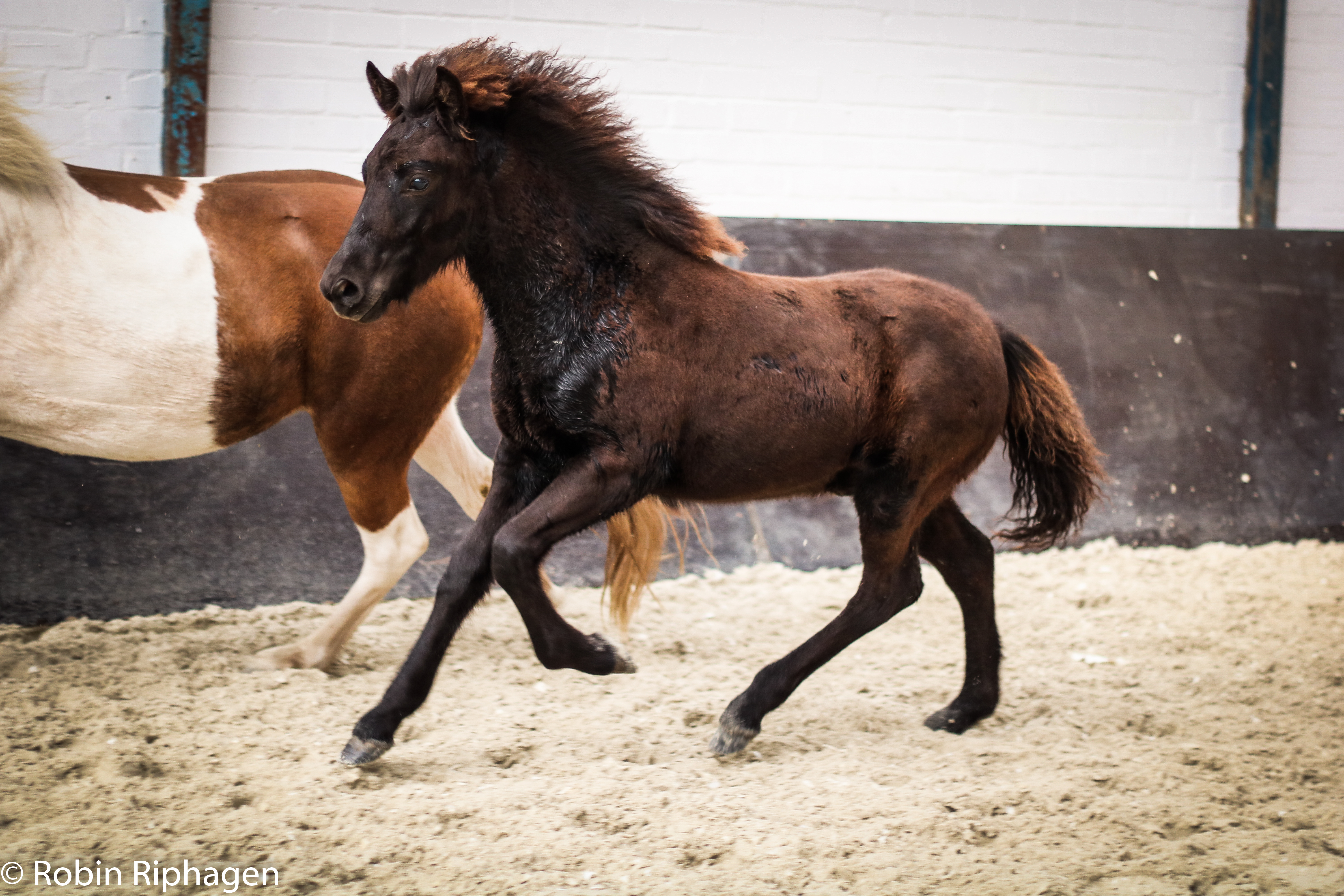Felix frá Straumalandi dagwinnaar Alphen