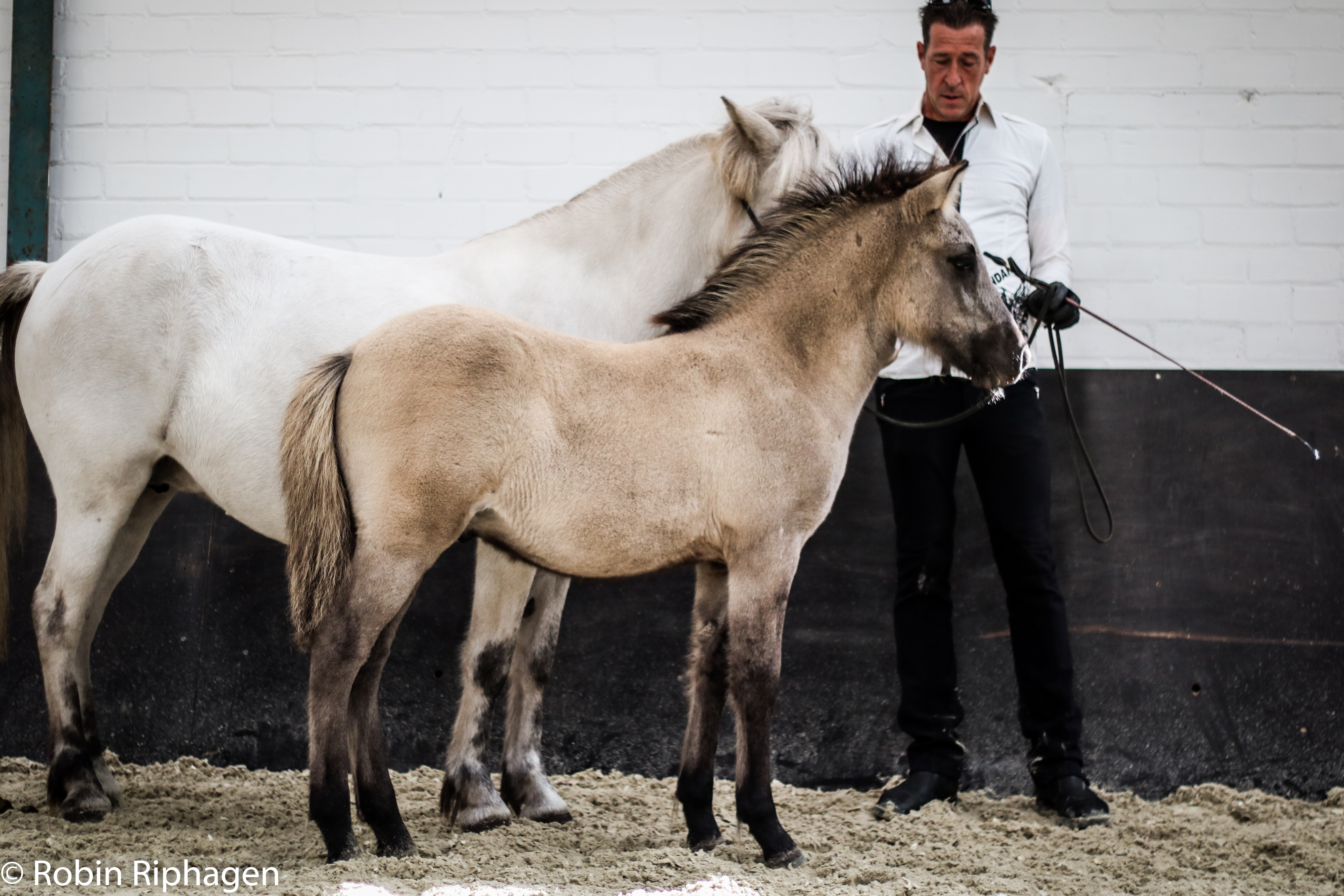 Veulenkeuringen 19 & 20 september