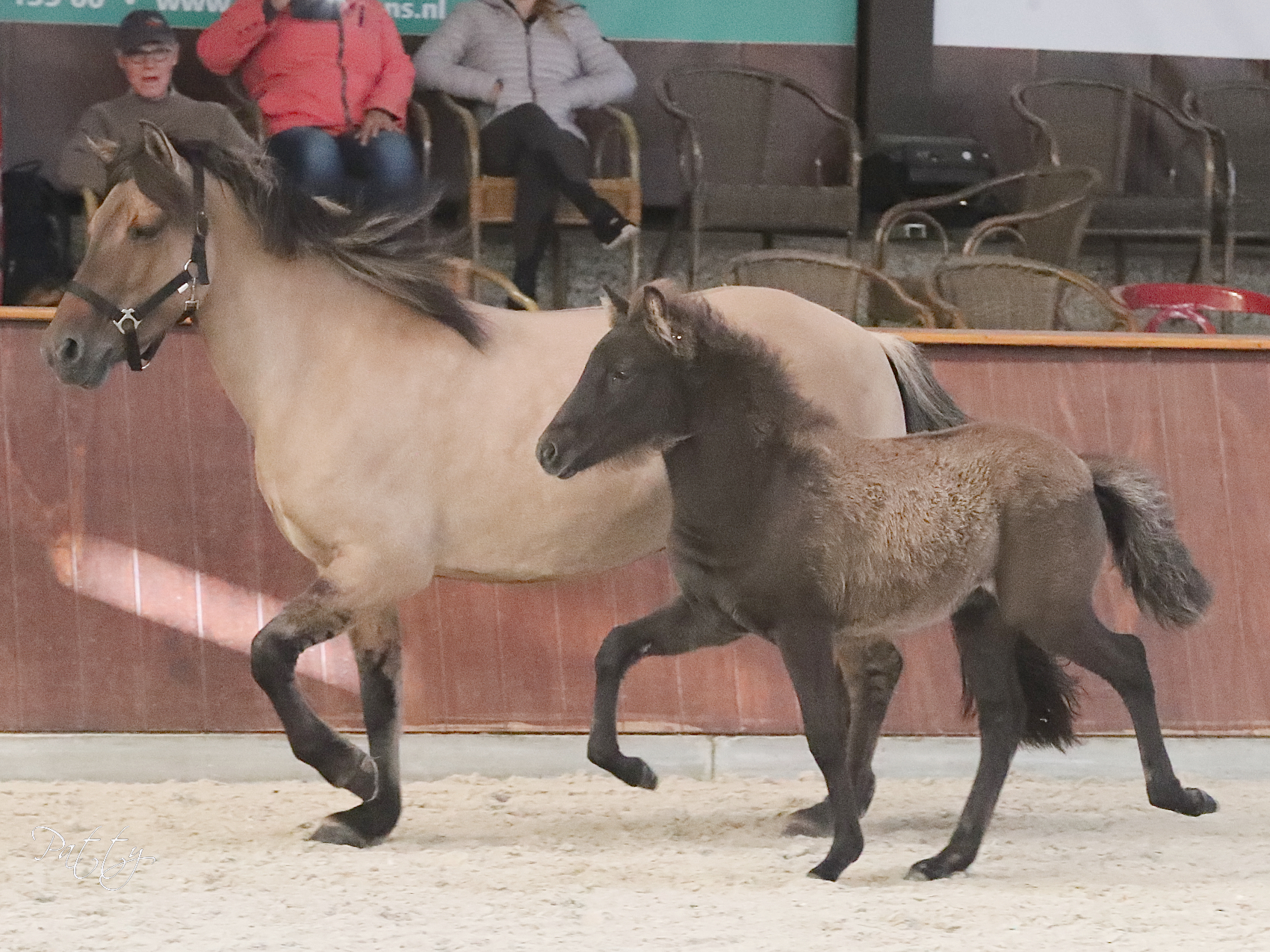 Adam frá Mánastöðum dagwinnaar Exloo
