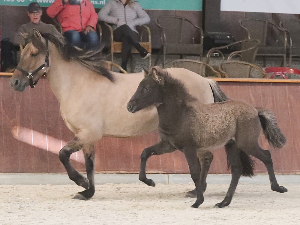 Adam frá Mánastöðum dagwinnaar Exloo