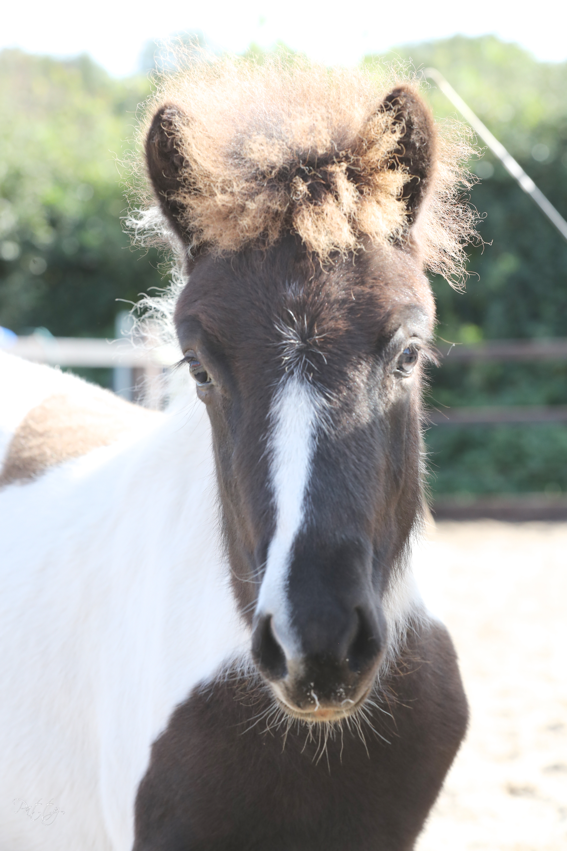 Laatste veulenkeuring 2020