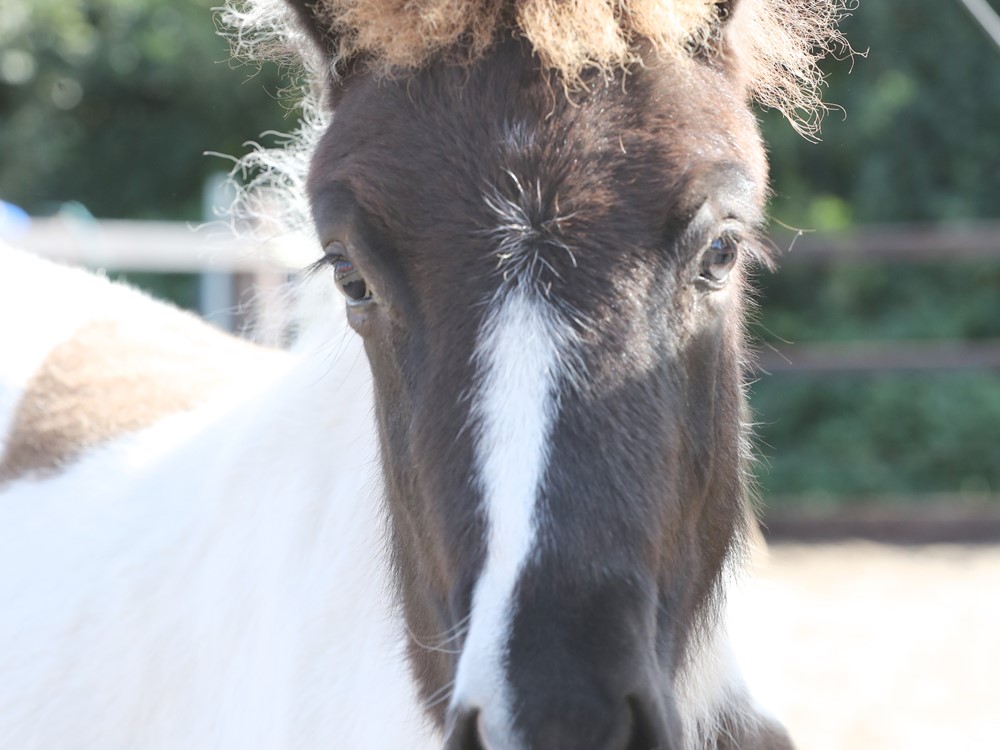Laatste veulenkeuring 2020