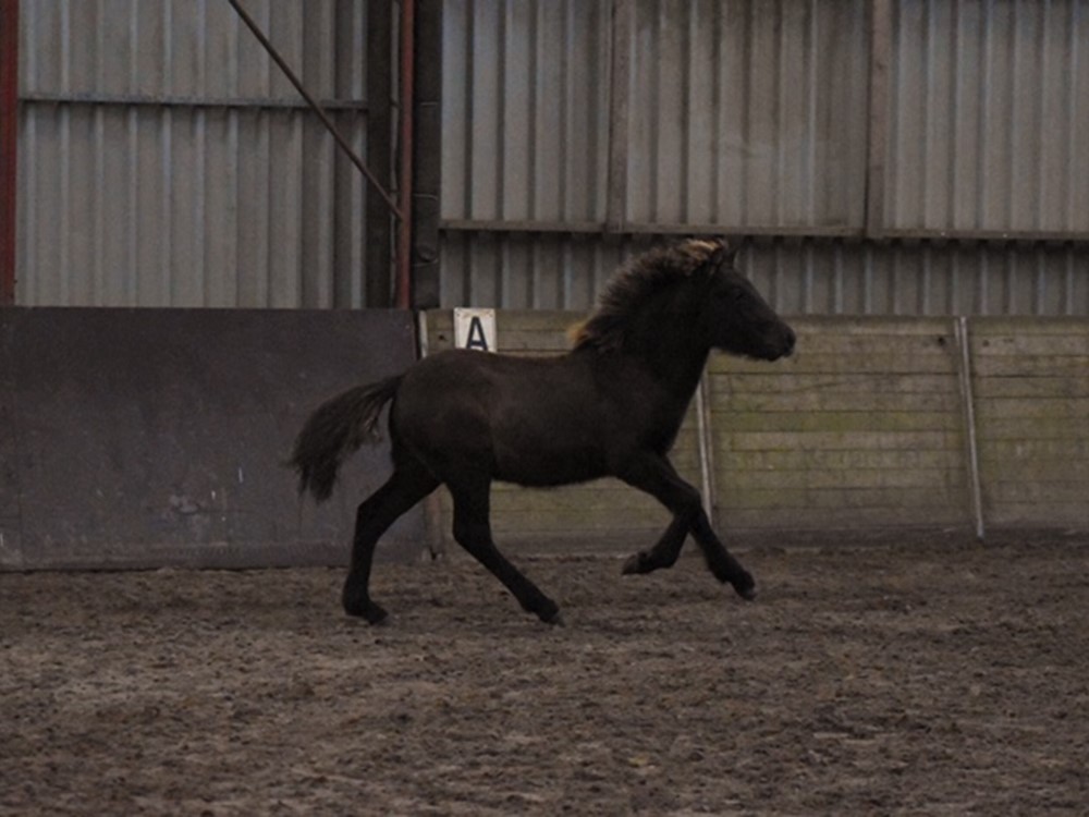 Lagsi fan Westernytsjerk dagwinnaar in Oenkerk