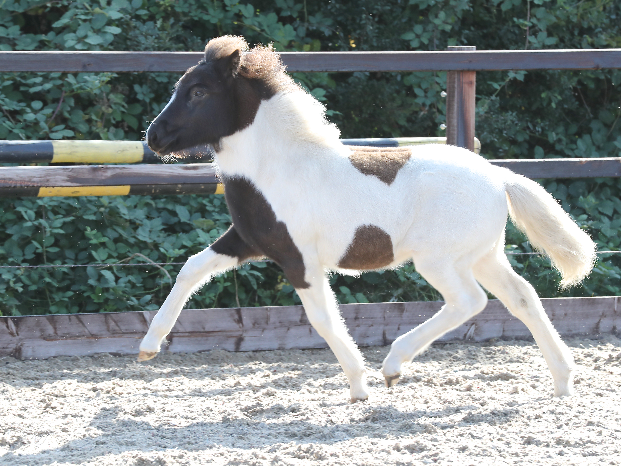 Livestream Fokkerij Event