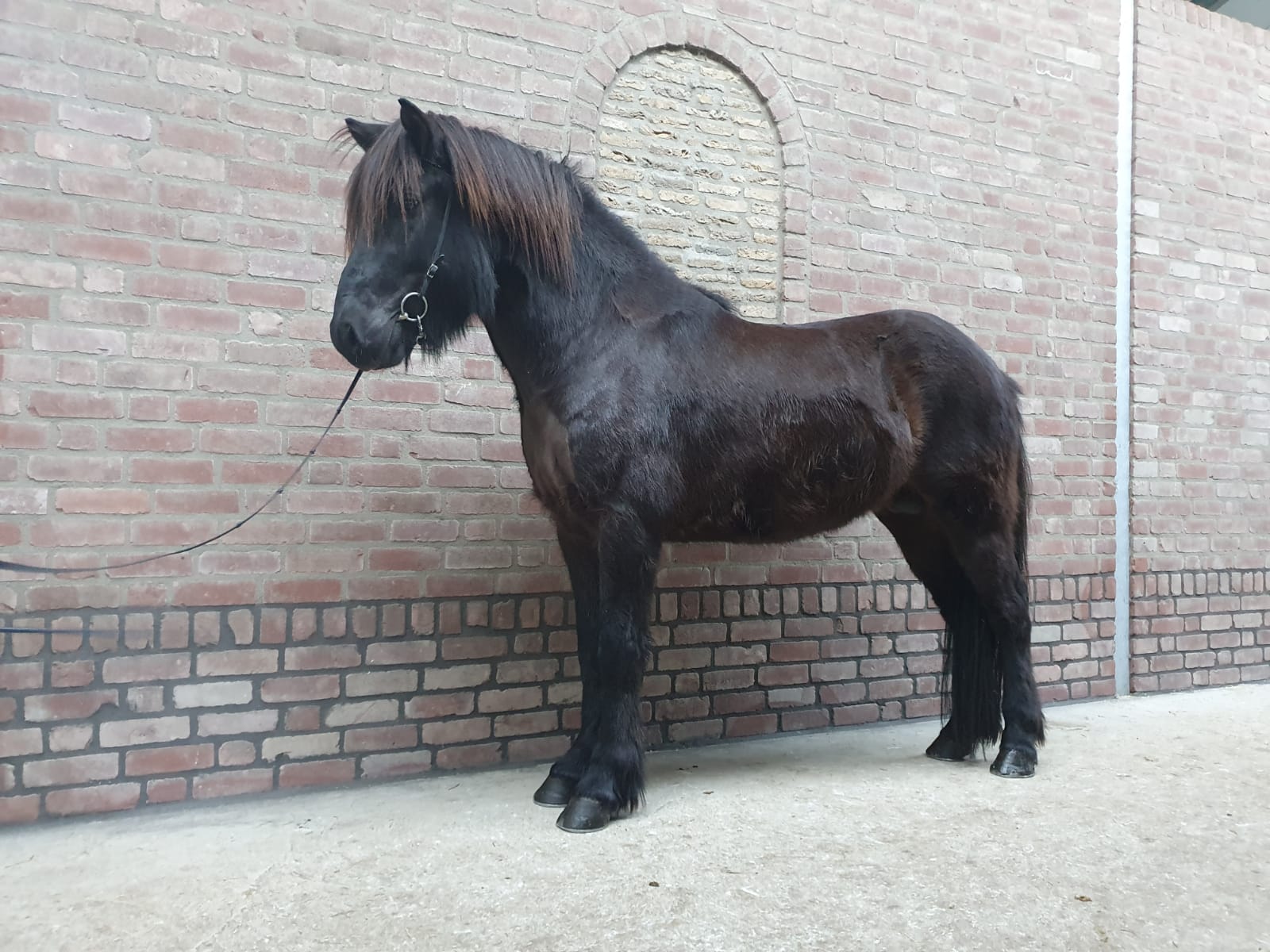 Uitslag Jonge Hengstenkeuring