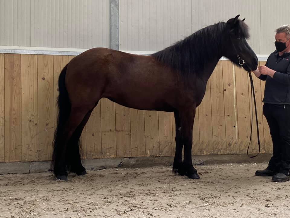 FEIF Keuring Deel I - Dirk Swart