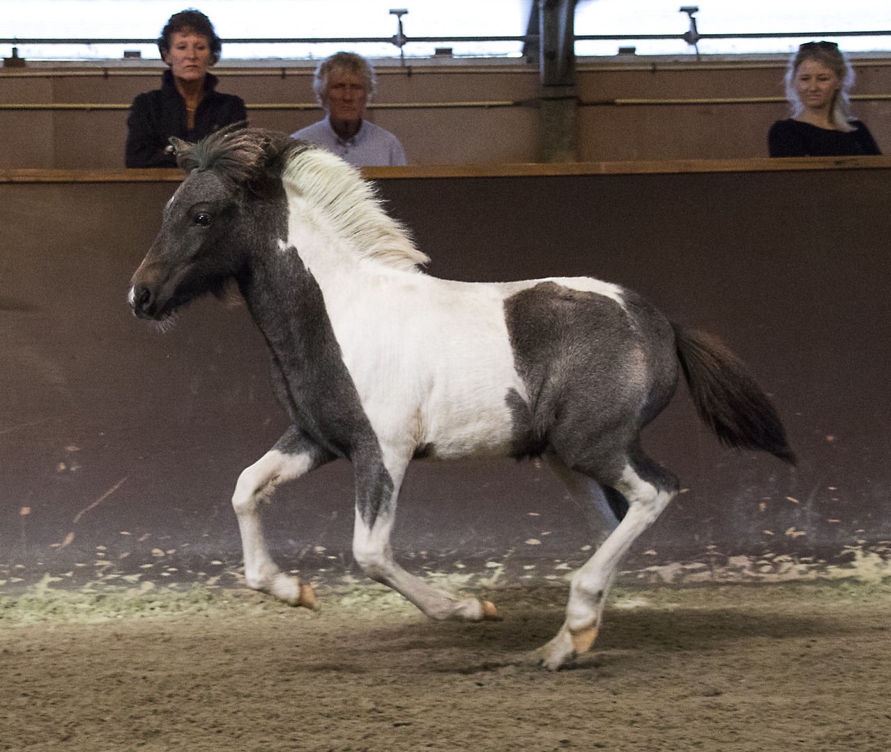 Viktor van 't Schermereylandt veulenkampioen in Den Ilp