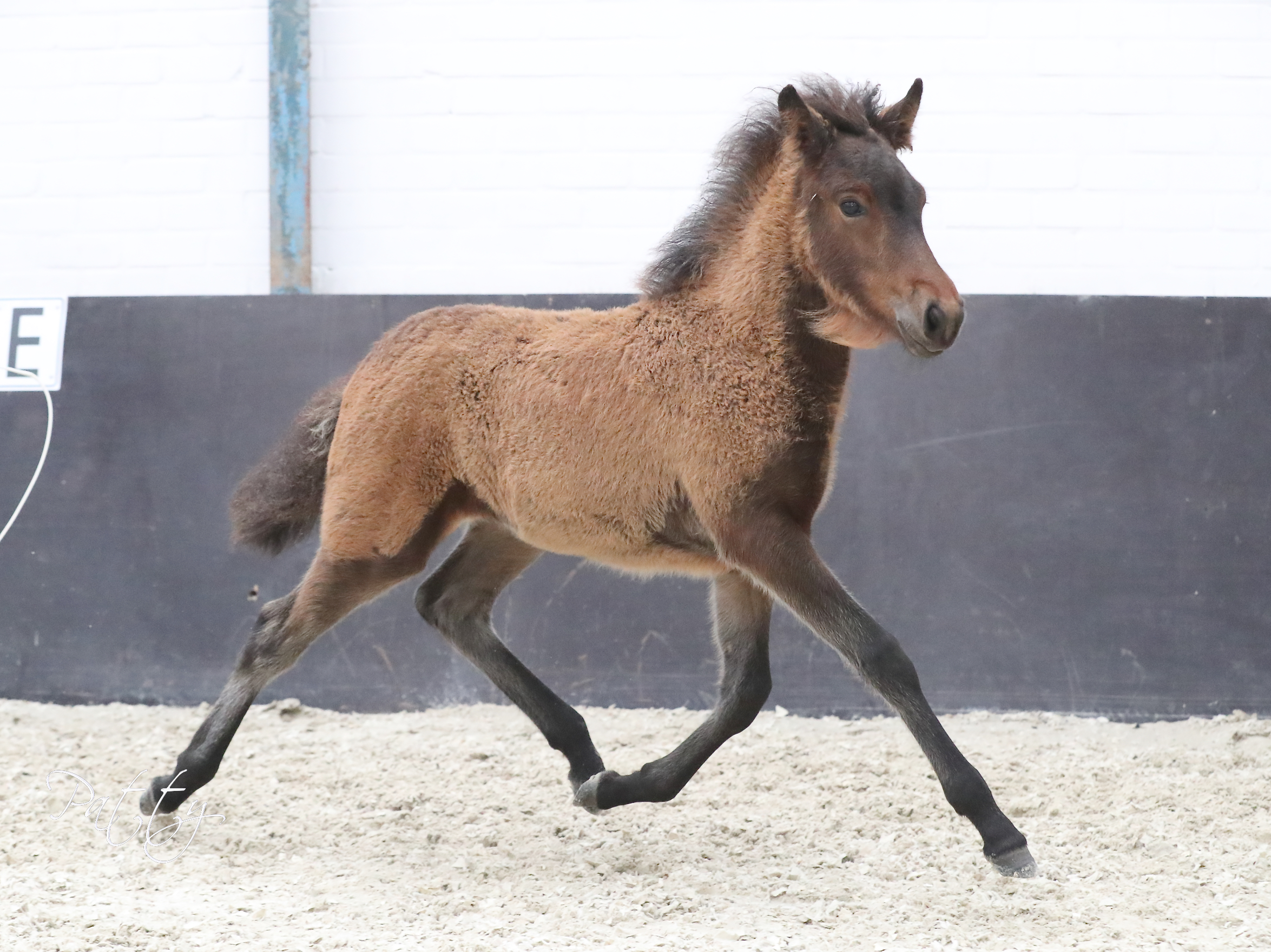 Títus frá Tungustöðum dagkampioen Alphen