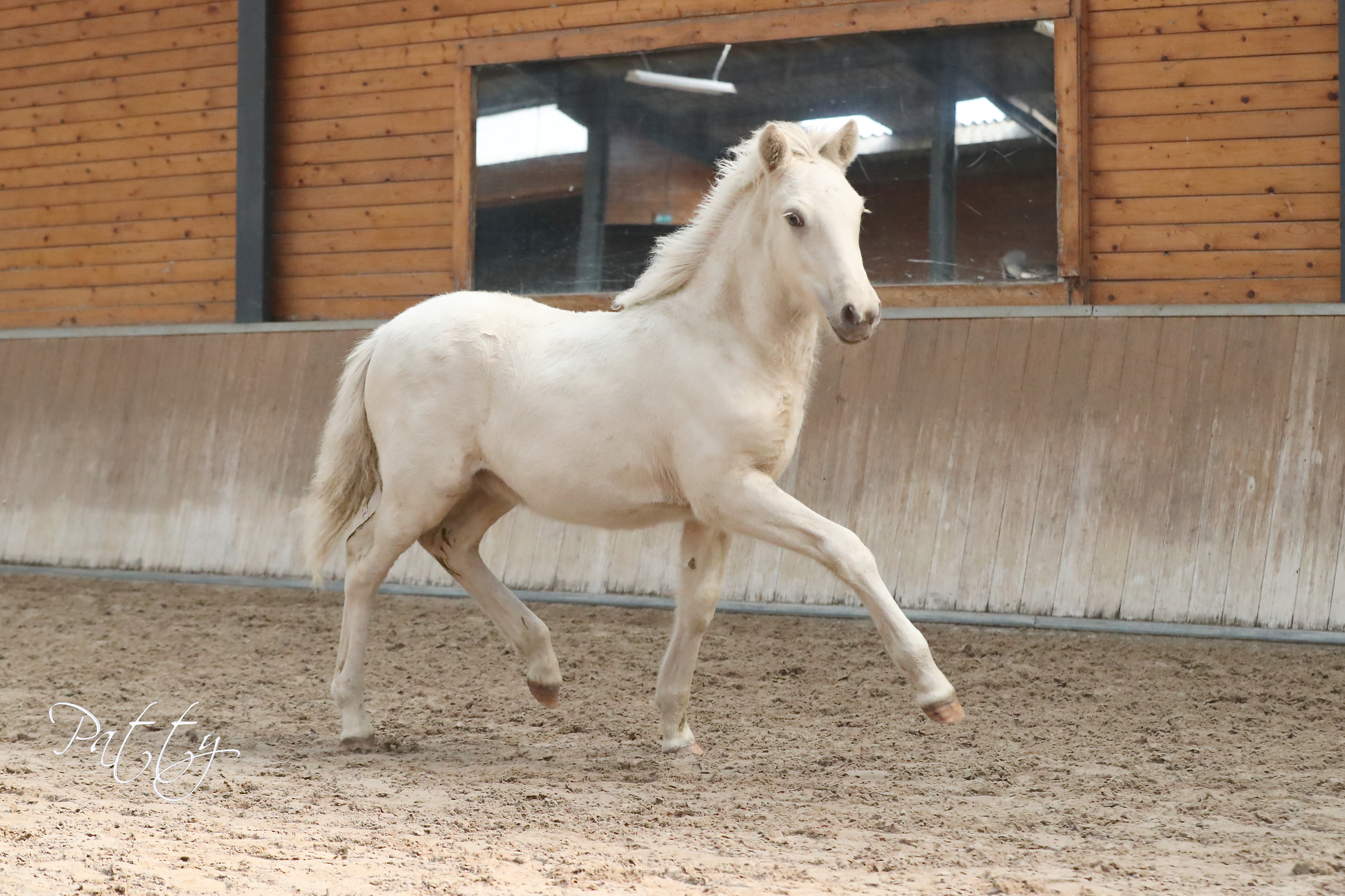 Þórálfur frá Fljótarfákum dagkampioen De Mortel