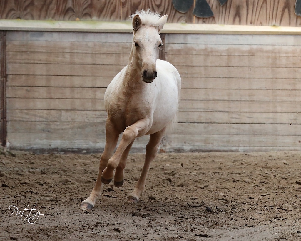 Uitslag en verslag veulen- en merriekeuring Oenkerk