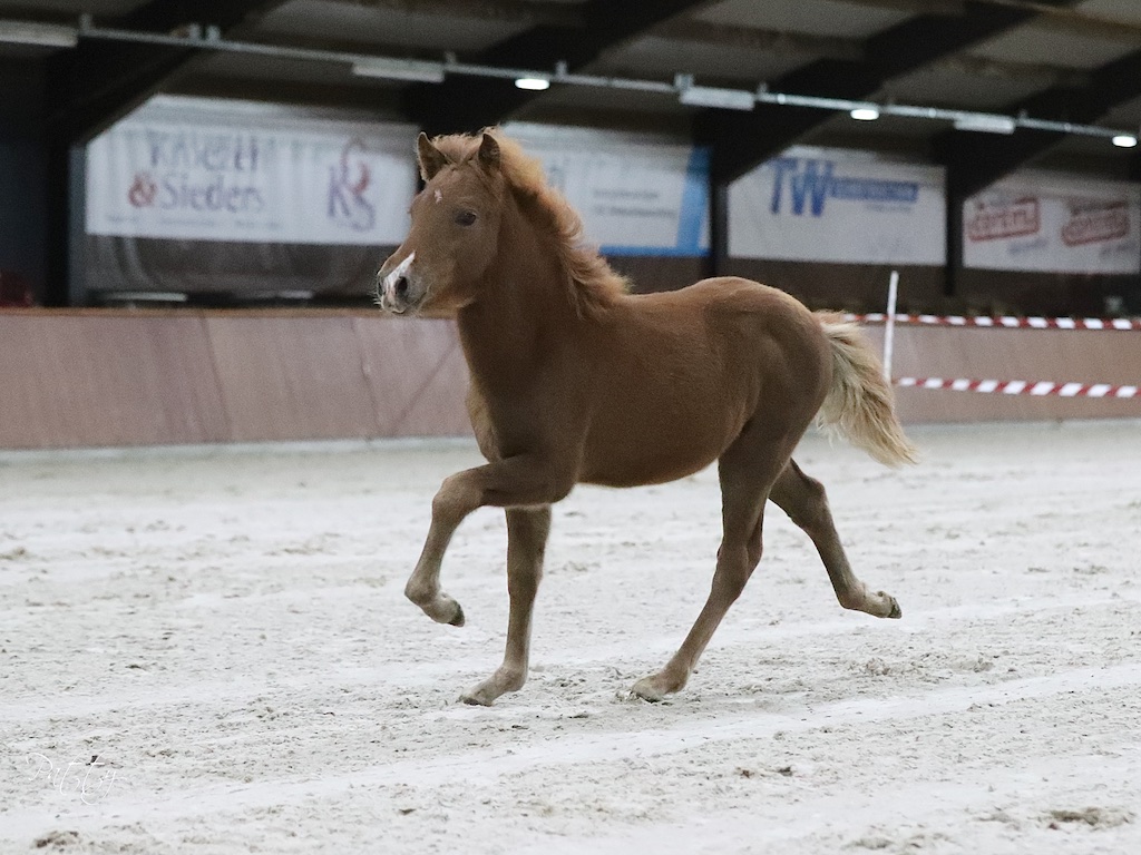 Uitslag en verslag veulen- en merriekeuring Exloo
