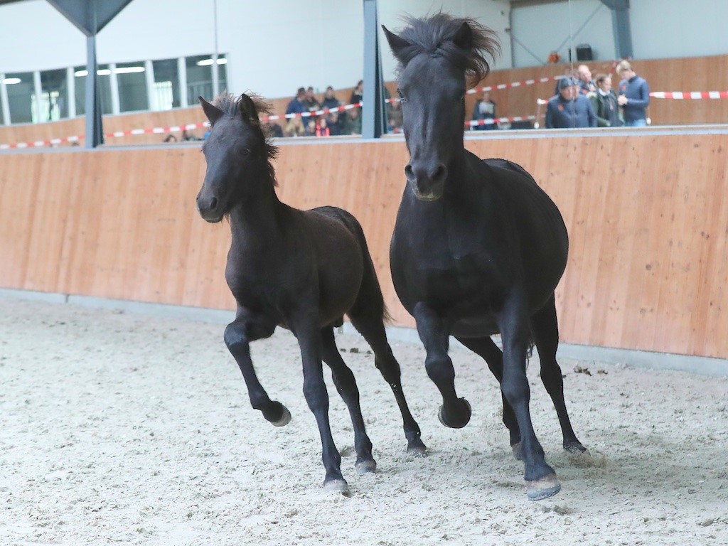 uitslagen Veulen- en Merriekeuring Zwiggelte